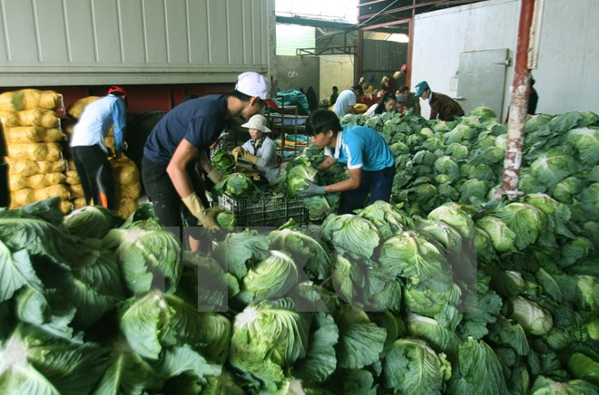 Les produits agricoles vietnamiens séduisent les entreprises chinoises ảnh 1 Les produits agricoles vietnamiens séduisent les entreprises chinoises ảnh 1