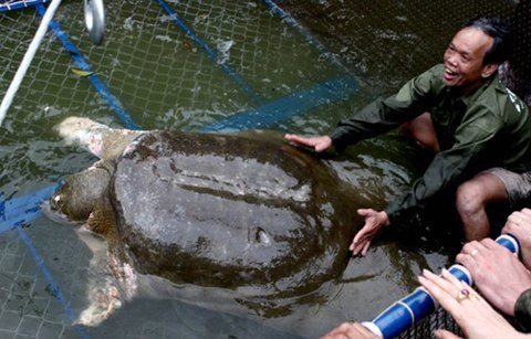 La légendaire tortue géante de Hoàn Kiêm sera conservée ảnh 1 La légendaire tortue géante de Hoàn Kiêm sera conservée ảnh 1