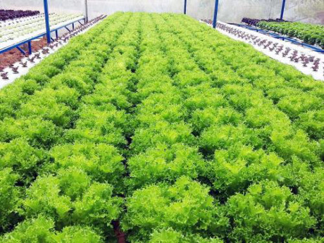 Vietnam et Israël coopèrent dans le développement de l’agriculture biologique ảnh 1 Vietnam et Israël coopèrent dans le développement de l’agriculture biologique ảnh 1