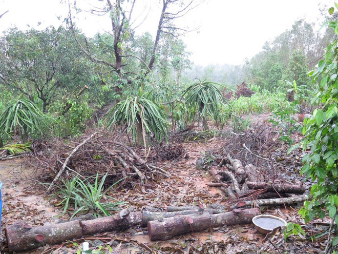 La production agricole reprend dans les régions sinistrées ảnh 1 La production agricole reprend dans les régions sinistrées ảnh 1