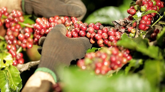 Café: Plus de 2,3 milliards de dollars d’exportation en 10 mois ảnh 1  Café: Plus de 2,3 milliards de dollars d’exportation en 10 mois ảnh 1