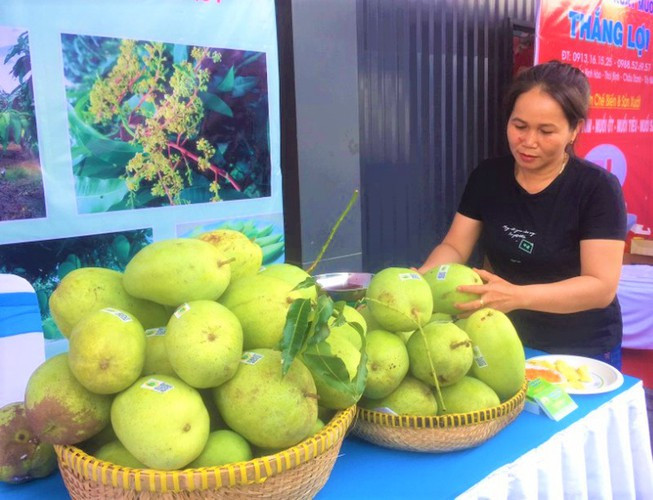 2,8 millions de dollars d’exportations vietnamiennes de mangues aux Etats-Unis ảnh 1 2,8 millions de dollars d’exportations vietnamiennes de mangues aux Etats-Unis ảnh 1