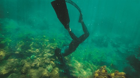 Au chevet des coraux de Dà Nang ảnh 1 Au chevet des coraux de Dà Nang ảnh 1