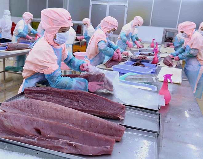 La filière thon du Vietnam termine l'année 2022 avec succès ảnh 1