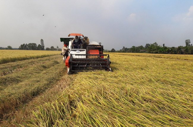 Prévision de baisse de la production rizicole au Sud ảnh 1 Prévision de baisse de la production rizicole au Sud ảnh 1