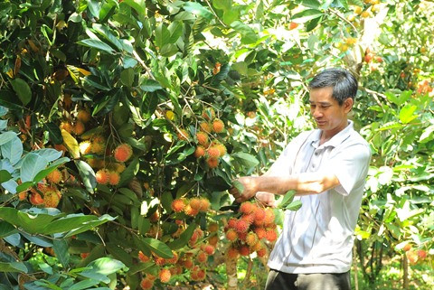 Les fruits vietnamiens conquièrent les marchés étrangers ảnh 2 Les fruits vietnamiens conquièrent les marchés étrangers ảnh 2
