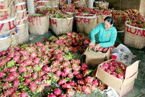 Les fruits vietnamiens conquièrent les marchés étrangers ảnh 1 Les fruits vietnamiens conquièrent les marchés étrangers ảnh 1