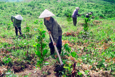 Hausse de 6,6% de la valeur de production forestière ảnh 1 Hausse de 6,6% de la valeur de production forestière ảnh 1