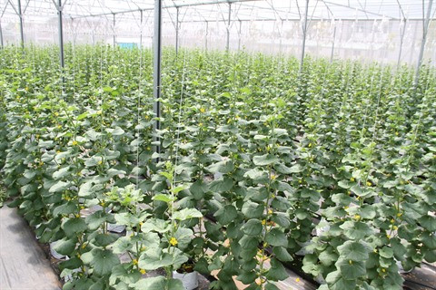 Sciences et technologies, nouveau souffle pour l’agriculture vietnamienne ảnh 2