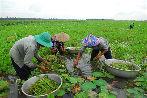 La vallisnérie spiralée fait son show dans la Plaine des joncs ảnh 2