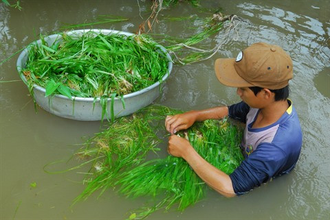 La vallisnérie spiralée fait son show dans la Plaine des joncs ảnh 1
