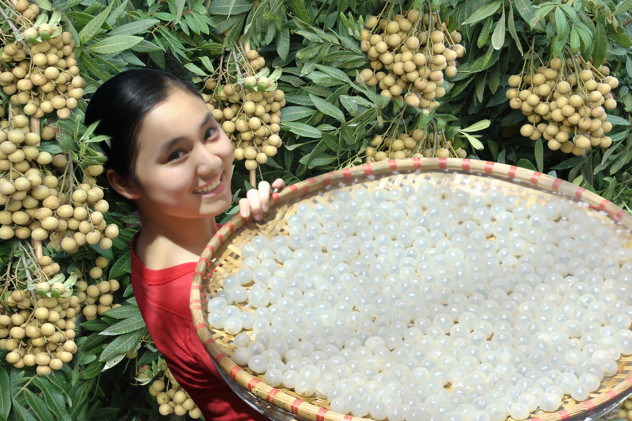 Hung Yên, pays des longanes ảnh 2 Hung Yên, pays des longanes ảnh 2