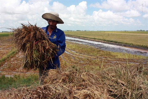 Les agricultrices vietnamiennes face aux changements climatiques ảnh 2 Les agricultrices vietnamiennes face aux changements climatiques ảnh 2