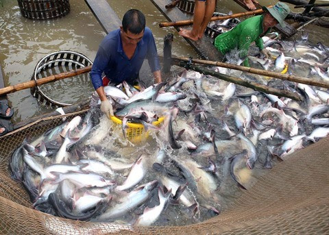 Les exportations de pangas vietnamiens aux États-Unis se redressent ảnh 1 Les exportations de pangas vietnamiens aux États-Unis se redressent ảnh 1