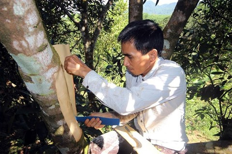 Des canneliers séculaires, joyaux de la montagne de Ngoc Linh ảnh 1 Des canneliers séculaires, joyaux de la montagne de Ngoc Linh ảnh 1