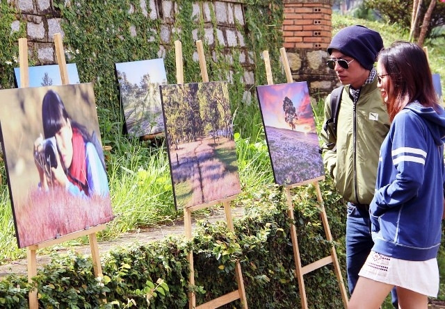 Dà Lat - prairie des herbes roses ảnh 1 Dà Lat - prairie des herbes roses ảnh 1