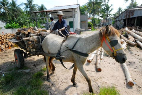 Les derniers cochers de Bay Nui ảnh 1 Les derniers cochers de Bay Nui ảnh 1