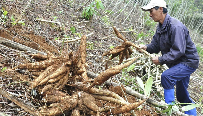 Une année morose pour la filière vietnamienne du manioc ảnh 1 Une année morose pour la filière vietnamienne du manioc ảnh 1