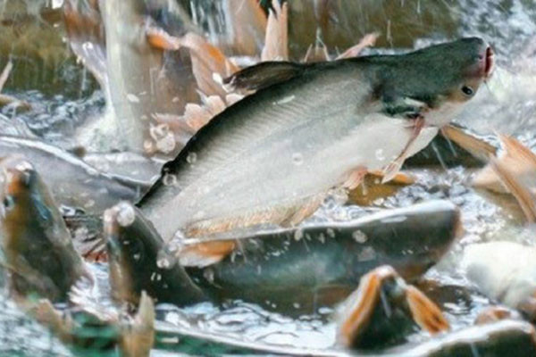 Le pangasius vietnamien à la conquête de l'Asie du Sud-Est ảnh 1