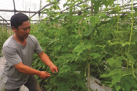 À Ninh Binh, il trace son sillon bio et s’enrichit ảnh 1 À Ninh Binh, il trace son sillon bio et s’enrichit ảnh 1