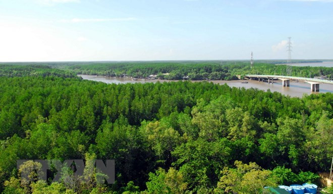 Littoral: la couverture forestière atteint 17% ảnh 1