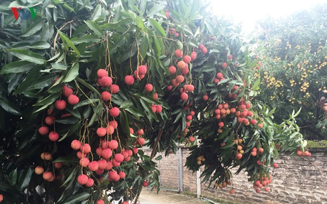 Connexion, le nouveau maître mot du développement agricole ảnh 1 Connexion, le nouveau maître mot du développement agricole ảnh 1