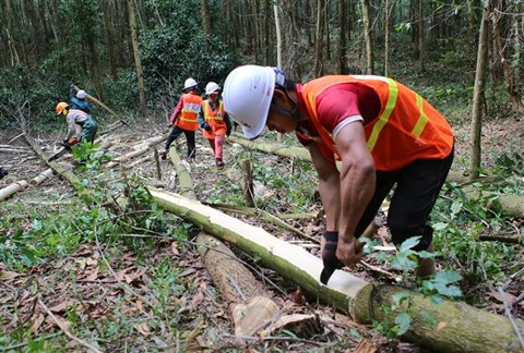 L’APV/FLEGT: les opportunités de la filière bois vietnamienne ảnh 1 L’APV/FLEGT: les opportunités de la filière bois vietnamienne ảnh 1