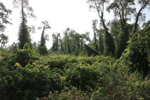 Un grand bol de nature à U Minh Ha ảnh 3 Un grand bol de nature à U Minh Ha ảnh 3