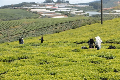 À la découverte de la plus ancienne usine de production de thé à Lâm Dông ảnh 1
