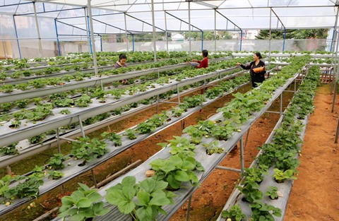 Pham Công Chinh ou l’incarnation de l’agriculteur 2.0 ảnh 2 Pham Công Chinh ou l’incarnation de l’agriculteur 2.0 ảnh 2