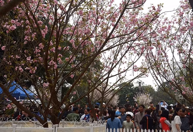Fête des cerisiers en fleurs au bord du lac Hoàn Kiêm ảnh 1