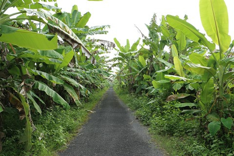 Un grand bol de nature à U Minh Ha ảnh 6 Un grand bol de nature à U Minh Ha ảnh 6