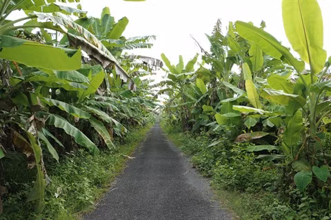 Un grand bol de nature à U Minh Ha ảnh 6