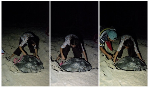 Au chevet des tortues marines de Côn Dao ảnh 2 Au chevet des tortues marines de Côn Dao ảnh 2