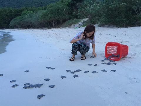 Au chevet des tortues marines de Côn Dao ảnh 1 Au chevet des tortues marines de Côn Dao ảnh 1