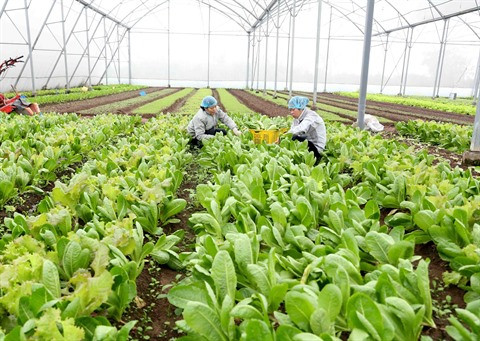 Sciences et technologies pour une agriculture moderne ảnh 1 Sciences et technologies pour une agriculture moderne ảnh 1