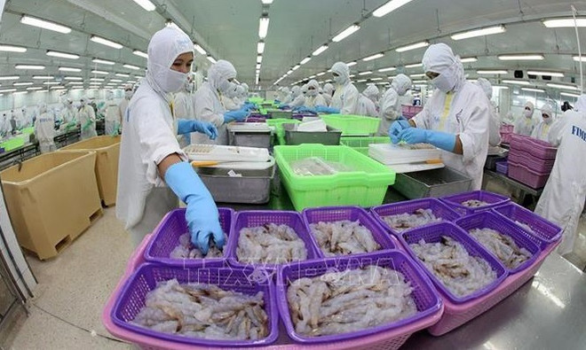 L'industrie de transformation de crevettes s'efforce de maintenir l’objectif des exportations ảnh 1 L'industrie de transformation de crevettes s'efforce de maintenir l’objectif des exportations ảnh 1