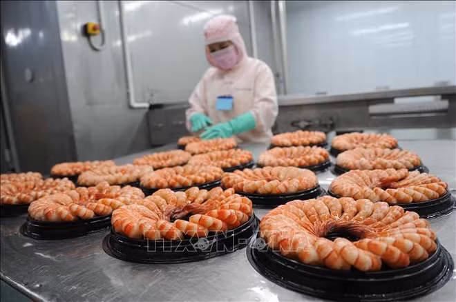 L'industrie de transformation de crevettes s'efforce de maintenir l’objectif des exportations ảnh 2
