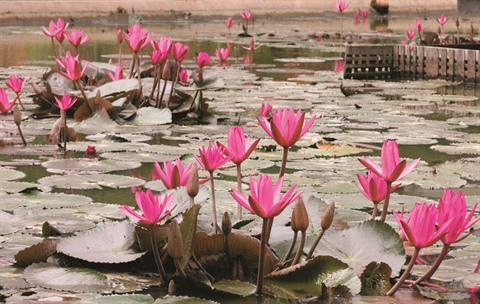 Au Sud, Dông Tháp sort les rames pour un tourisme responsable ảnh 1 Au Sud, Dông Tháp sort les rames pour un tourisme responsable ảnh 1