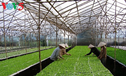Comment Hà Nam développe l’agriculture high-tech ảnh 2 Comment Hà Nam développe l’agriculture high-tech ảnh 2