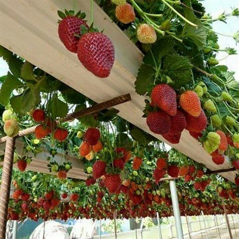 Nahana Shojiro, les fraisiers japonais de la passion à Môc Châu ảnh 3 Nahana Shojiro, les fraisiers japonais de la passion à Môc Châu ảnh 3
