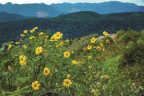 Balades aériennes au-dessus des tournesols sauvages à Ba Vi ảnh 2 Balades aériennes au-dessus des tournesols sauvages à Ba Vi ảnh 2