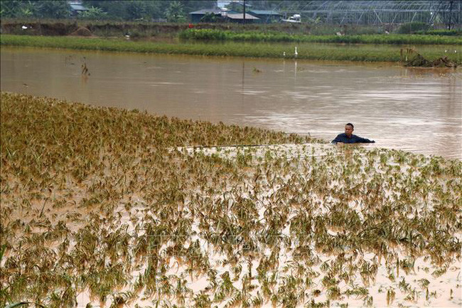 De fortes pluies causent de lourds dégâts à Lao Cai et Dak Nong ảnh 1 De fortes pluies causent de lourds dégâts à Lao Cai et Dak Nong ảnh 1