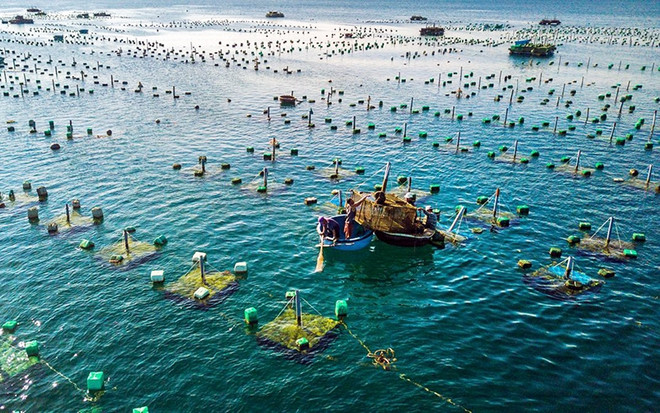 Développement synchrone des infrastructures pour l'aquaculture marine ảnh 2