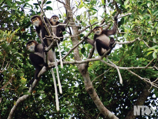 La province de Dong Nai déterminée à protéger des doucs à pattes noires ảnh 1 La province de Dong Nai déterminée à protéger des doucs à pattes noires ảnh 1