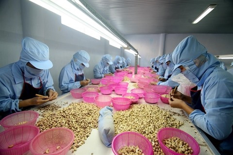 Noix de cajou : privilégier la qualité à la quantité ảnh 1