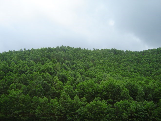 90.700 hectares supplémentaires de forêts au premier semestre 2017 ảnh 1 90.700 hectares supplémentaires de forêts au premier semestre 2017 ảnh 1