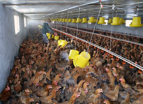 Le premier lot de viande de poulet sera exporté vers le Japon en août ảnh 1 Le premier lot de viande de poulet sera exporté vers le Japon en août ảnh 1