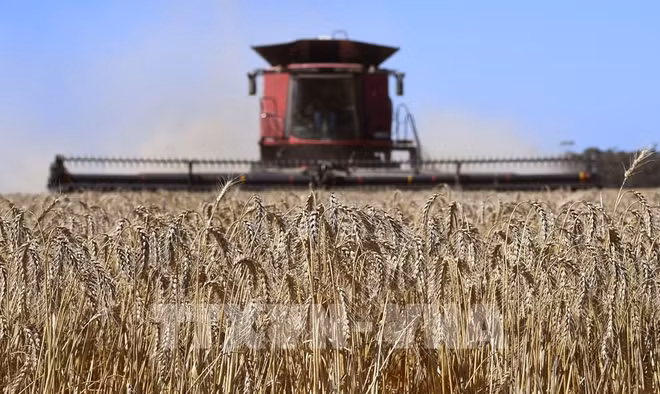 La tension russo-ukrainienne risque d'affecter l'approvisionnement en blé de l'Indonésie ảnh 1