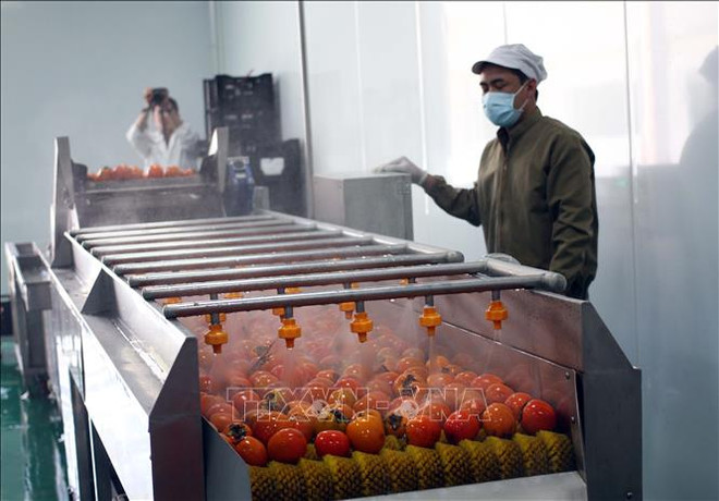 Mise en service d’une usine de production de kakis séchés à Lam Dong ảnh 1